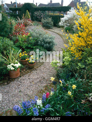 Jardin de printemps - avec les ampoules Helleborus Forsythia et Magnolia en fleurs en mars SBG PH074356 Banque D'Images