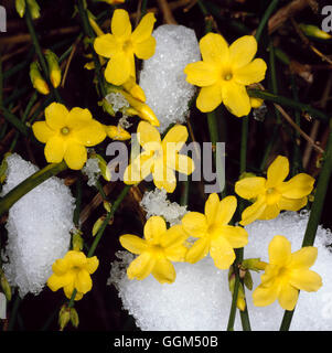 Neige - L'hiver sur le jasmin (Jasminum nudiflorum) SSF072961 Banque D'Images