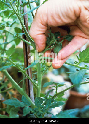 Sideshooting - des tomates en TAS022358 Banque D'Images