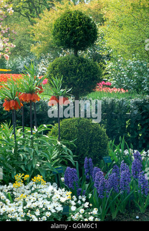 Topiary - 'pom-pom' (x Cupressocyparis) - (photos : Photos Hort/ Keukenhof) HAUT PH062975 Banque D'Images