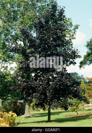 Acer platanoides 'Crimson King' - AGA. TRS002213 Banque D'Images