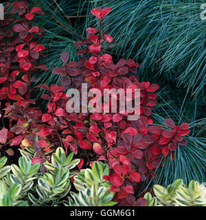 Berberis thunbergii 'atropurpurea. f - Pilier Rouge' en automne couleur TRS002592 Photos Horticult Banque D'Images