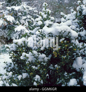 Buxus sempervirens - (recouverte de neige) Common Box TRS003032 Banque D'Images