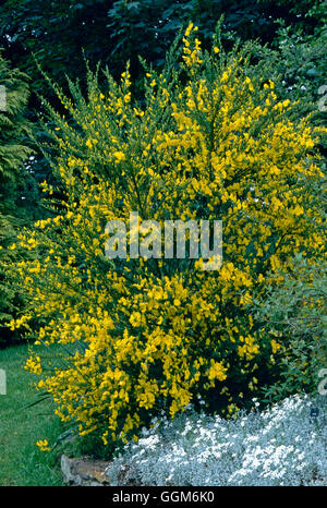 Cytisus scoparius - Common Broom TRS003958 Banque D'Images