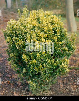 Euonymus japonicus 'Microphyllus' - Pulchellus TRS004205 Banque D'Images