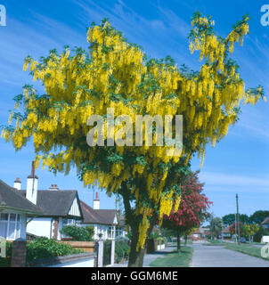 Laburnum x watereri 'Vossii' AGM - TRS004423 Banque D'Images