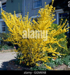 Forsythia x intermedia 'Spectabilis' - TRS004730 Banque D'Images