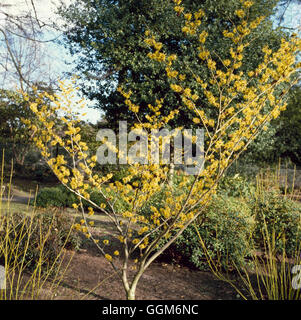 Hamamelis x intermedia 'Pallida' AGM - TRS004874 Banque D'Images