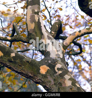 Platanus x hispanica - montrant l'écorce de déroulage (Syn P.x acerifolia)Avion Londres Photos SRT006846