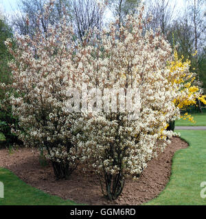 L'Amelanchier lamarckii TRS AGA007056 Banque D'Images