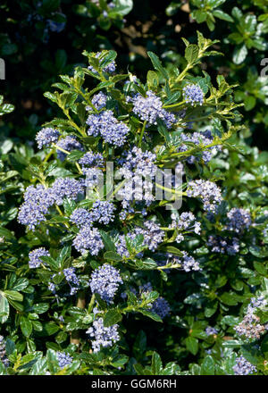 - Ceanothus 'Blue Mound' TRS007240 Banque D'Images