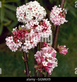 Viburnum x bodnantense 'Dawn' AGM - TRS011146 Banque D'Images