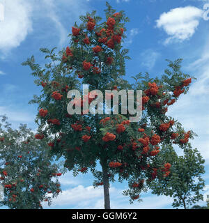 Sorbus aucuparia - Sorbier des oiseleurs ''''' TRS011832 ' Banque D'Images