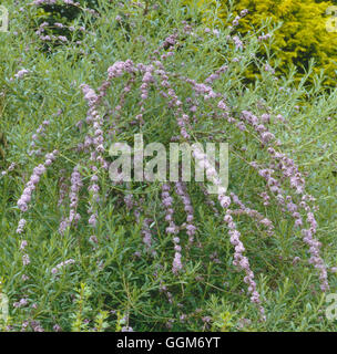 Buddleja alternifolia TRS AGA012803 Banque D'Images