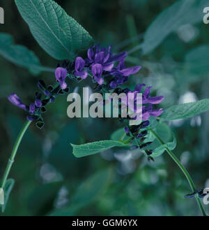 Salvia guaranitica 'Black and Blue' (Syn S. caerulea) Date : 7.07.08 Photos Horticult TRS012895 Banque D'Images