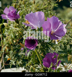 Alyogyne huegelii - 'Santa Cruz' (syn. Hibiscus huegelii 'Santa cruz') Photos Hortic TRS015575 Banque D'Images