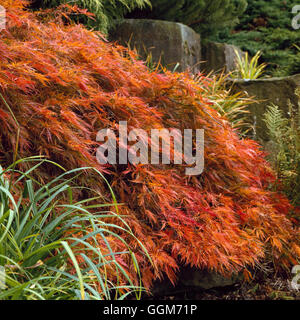 Acer palmatum var. dissectum - AGM - en automne couleur TRS017039 Banque D'Images