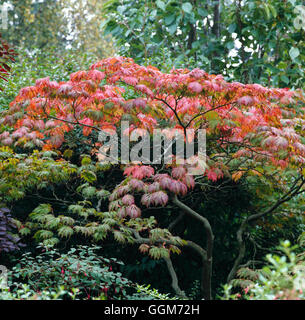 Acer japonicum 'Aconitifolium' - AGA. dans la couleur en automne. TRS018096 Banque D'Images