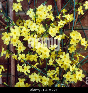 Jasminum nudiflorum Jasmin d'hiver - AGA TRS018627 Banque D'Images