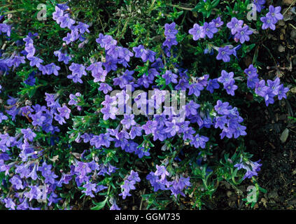 Lithodora diffusa - 'Heavenly Blue' - AGA (Syn Lithospermum étend 'H.B.') TRS019088 Photos Banque D'Images