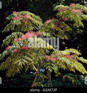 Aralia elata AGM - Japanese Angelica Tree TRS019339 Banque D'Images