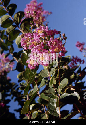 Lagerstroemia indica - Crape Myrtle TRS020272 Banque D'Images