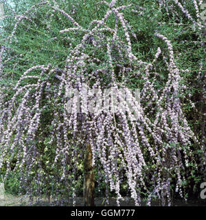 Buddleja alternifolia TRS AGA023375 Banque D'Images