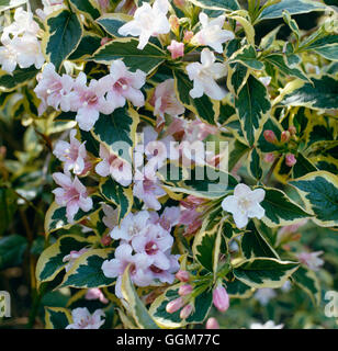 - Weigela Florida 'Variegata' AGM TRS023624 Banque D'Images