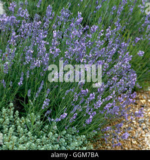 - Lavandula angustifolia 'Munstead' TRS027424 Banque D'Images