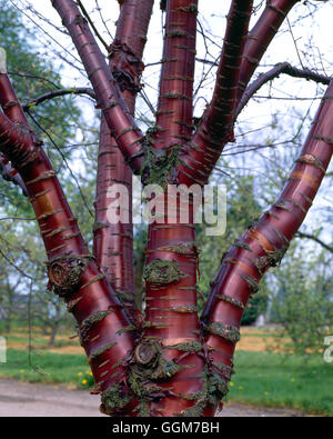 - L'écorce de Prunus serrula montrant au début du printemps TRS027665 Banque D'Images
