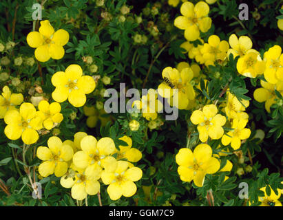 Potentilla fruticosa 'Katherine' - digues TRS027853 Banque D'Images