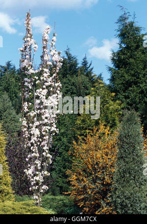 Prunus - 'Amanogawa' TRS028140 J'AGA Banque D'Images
