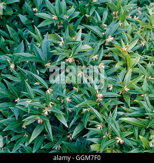 Sarcococca hookeriana - var. humilis TRS029549 Banque D'Images