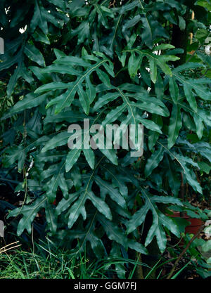 Stenocarpus sinuatus - Firewheel TRS030309 Arbre Banque D'Images