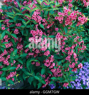 - Weigela 'Bristol Ruby' TRS031210 Banque D'Images