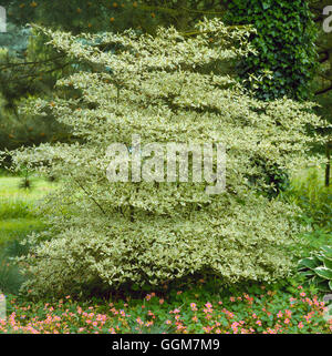 Cornus alternifolia 'Argentea' AGM - TRS050813 Banque D'Images