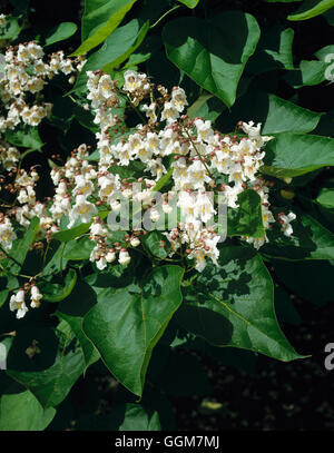 Catalpa bignonioides - en fleur arbre Bean Indien TRS081471 Banque D'Images