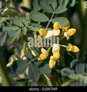 Coronilla valentina - subsp. glauca 'Citrina' AGM TRS081521 Banque D'Images