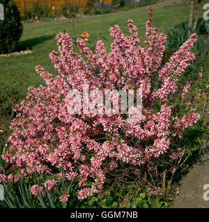 Prunus tenella Fire Hill' - 'TRS082204 Banque D'Images