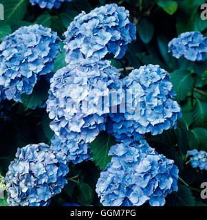 - Hydrangea macrophylla 'Enziandom' (Hortensia) - (Syn H.m. Gentiane "Dome") TRS052590 Photos H Banque D'Images