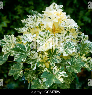 Lavatera arborea - 'Variegata' TRS056115 Banque D'Images