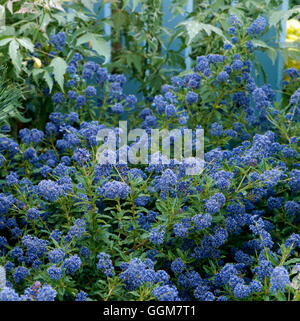 Ceanothus 'Cynthia Postan' - TRS056427 Banque D'Images