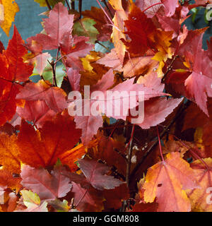 Palmatumn - Acer rubrum '' en automne couleur TRS065313 Banque D'Images