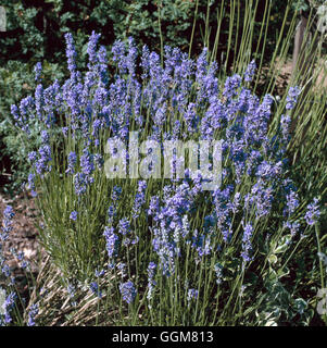 - Lavandula angustifolia 'Munstead' TRS067179 Banque D'Images