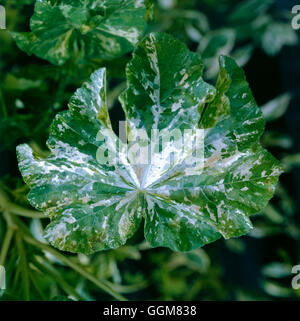 Lavatera arborea - 'Variegata' TRS071069 Banque D'Images