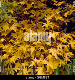 Acer palmatum - 'Sango-kaku' en automne couleur TRS073044 Banque D'Images