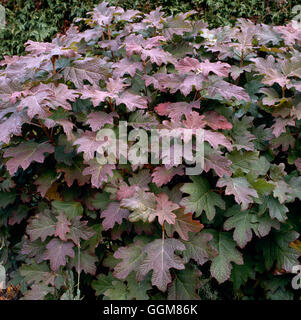 L'Hydrangea quercifolia - 'Snow Queen' en automne couleur TRS079656 Banque D'Images