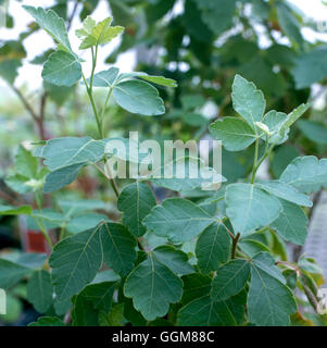 Rhus aromatica - (Syn R. trilobata)- - Sweet Sumach TRS085580 Banque D'Images