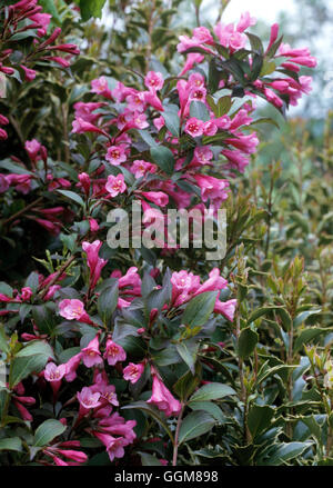 Weigela florida 'Foliis' Purpureis - TRS088714 Banque D'Images