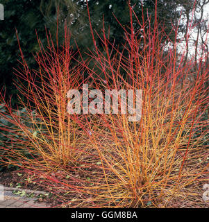 - Cornus sanguinea 'Midwinter Fire' TRS092614 Banque D'Images